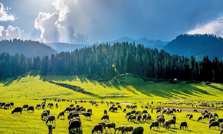 Dream Winter Tour & Travel Kashmir - The Best Tour Operator in Kashmir